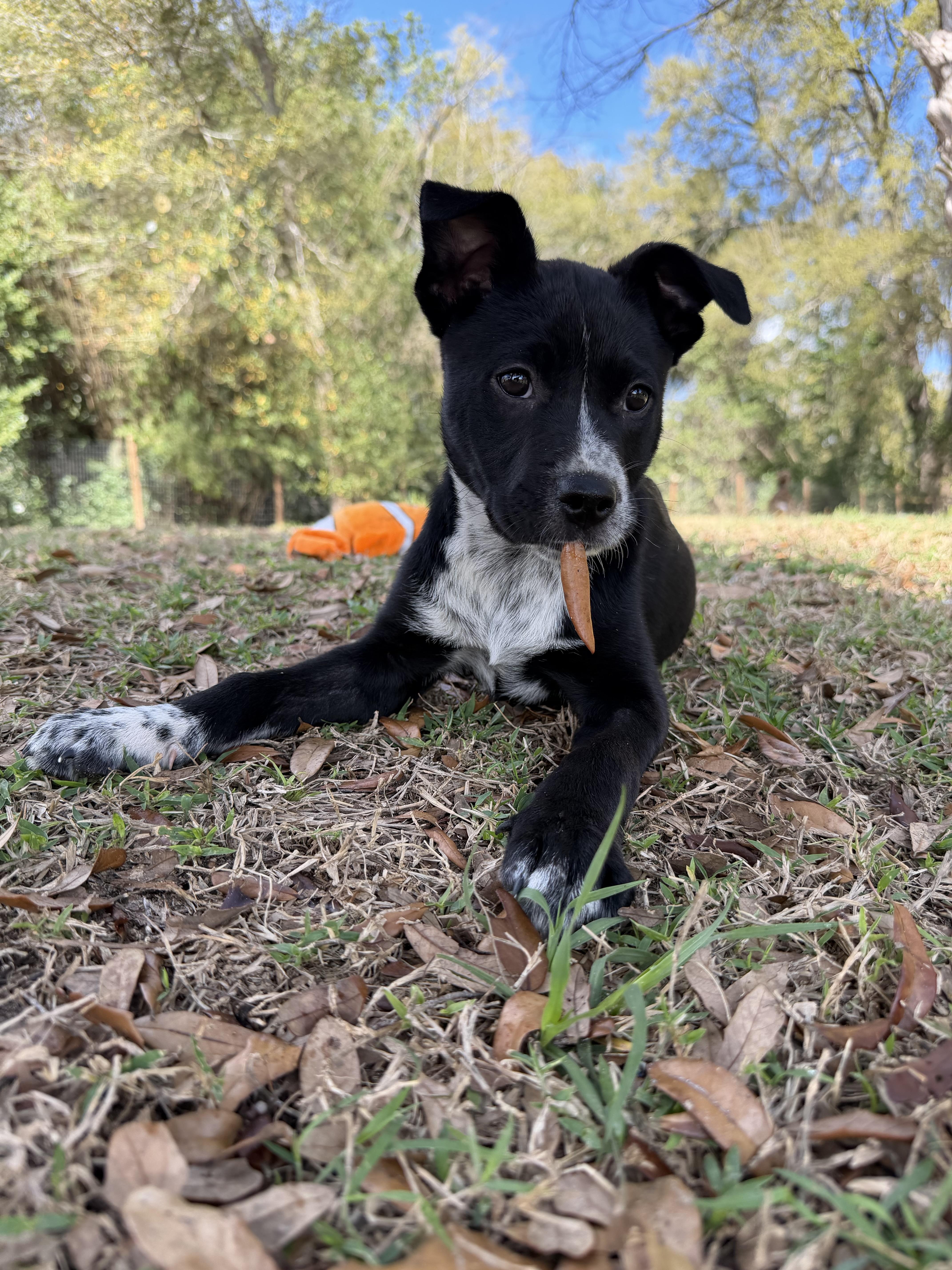 Dailey, a Adoptable mixed breed in Bradenton, FL image 6/6