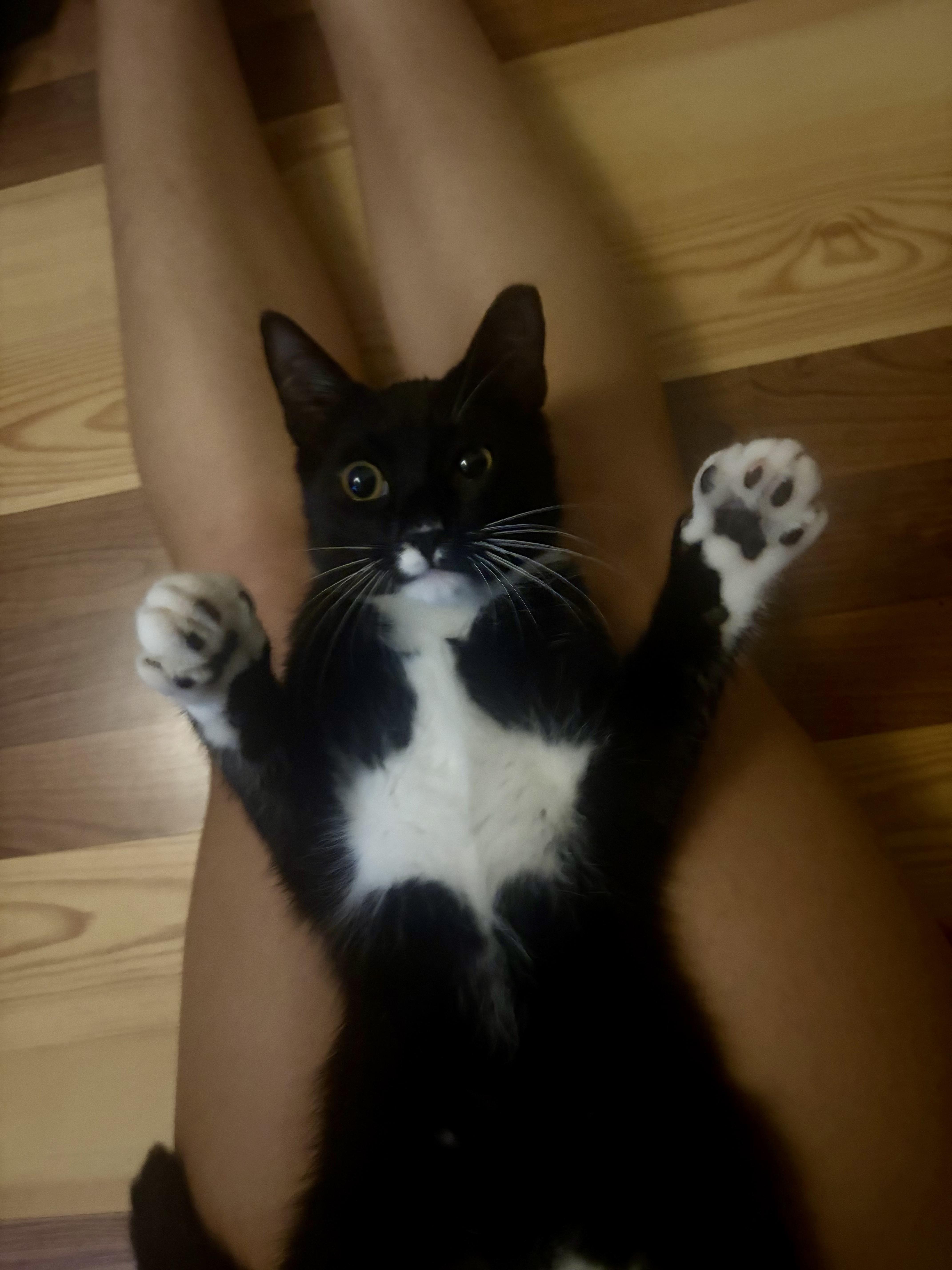 Enlarge Mango, a ADOPTABLE Tuxedo in Newfoundland, NJ image 2/6