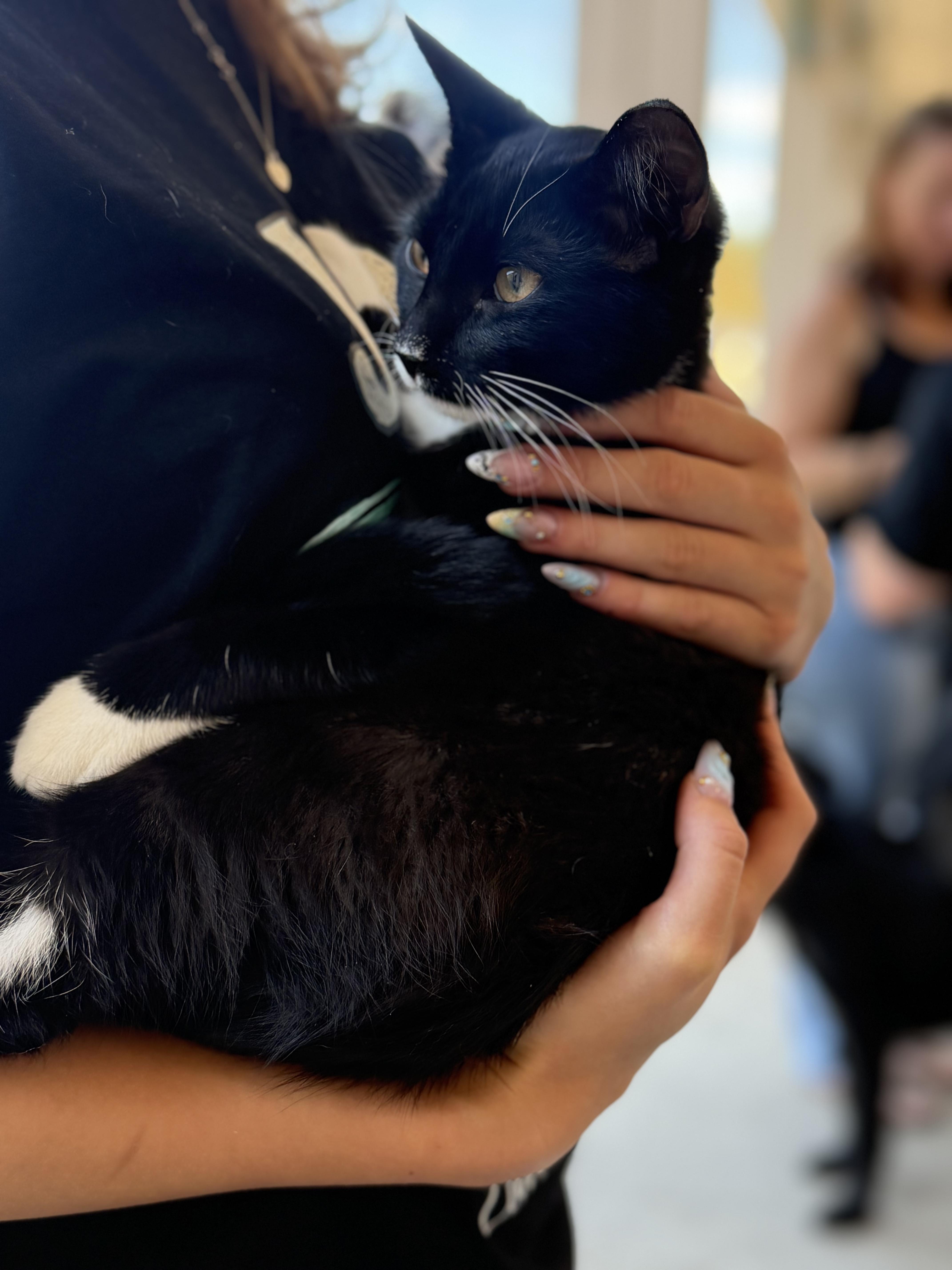 Enlarge Mango, a ADOPTABLE Tuxedo in Newfoundland, NJ image 6/6