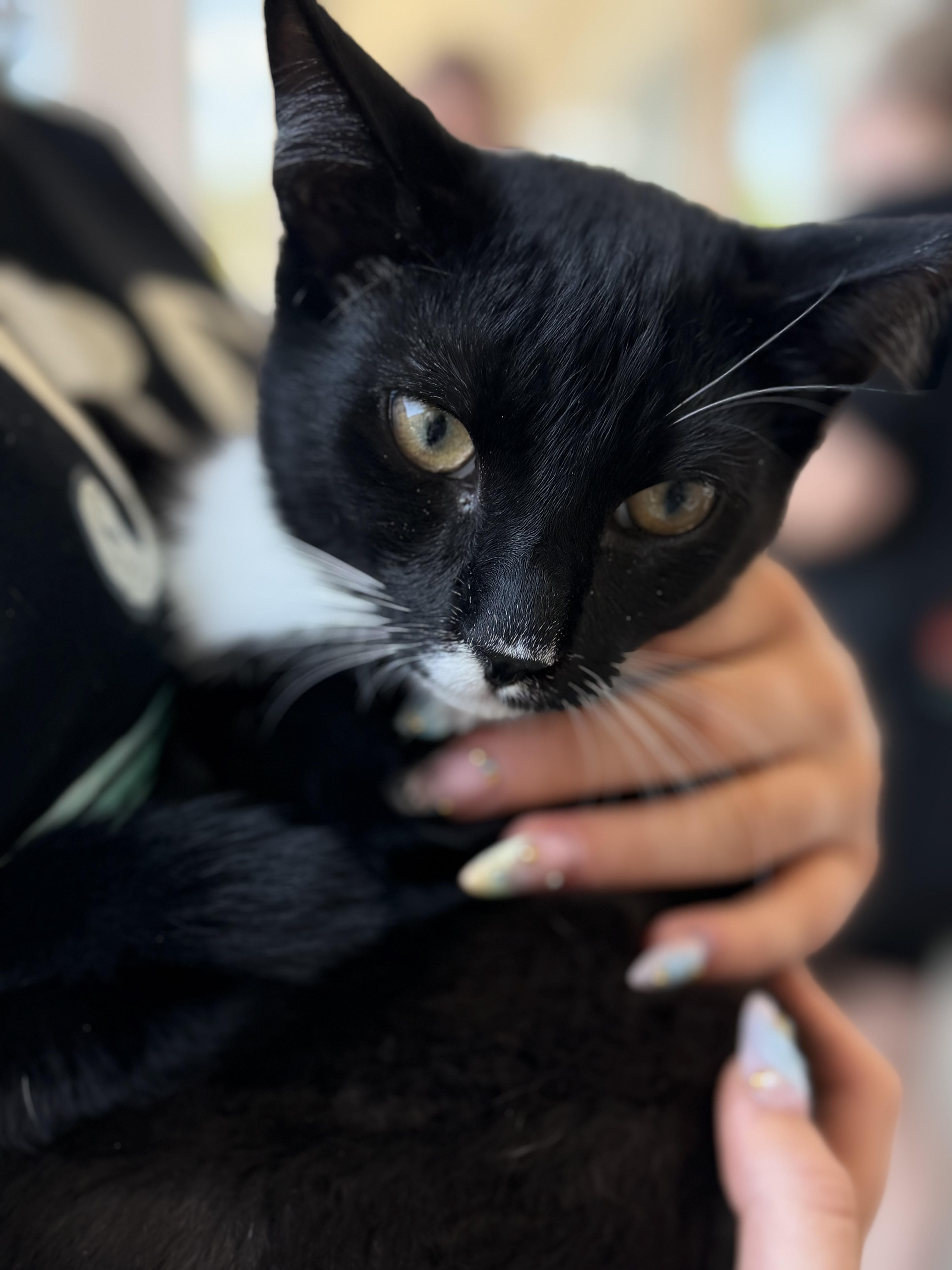 Enlarge Mango, a ADOPTABLE Tuxedo in Newfoundland, NJ image 5/6