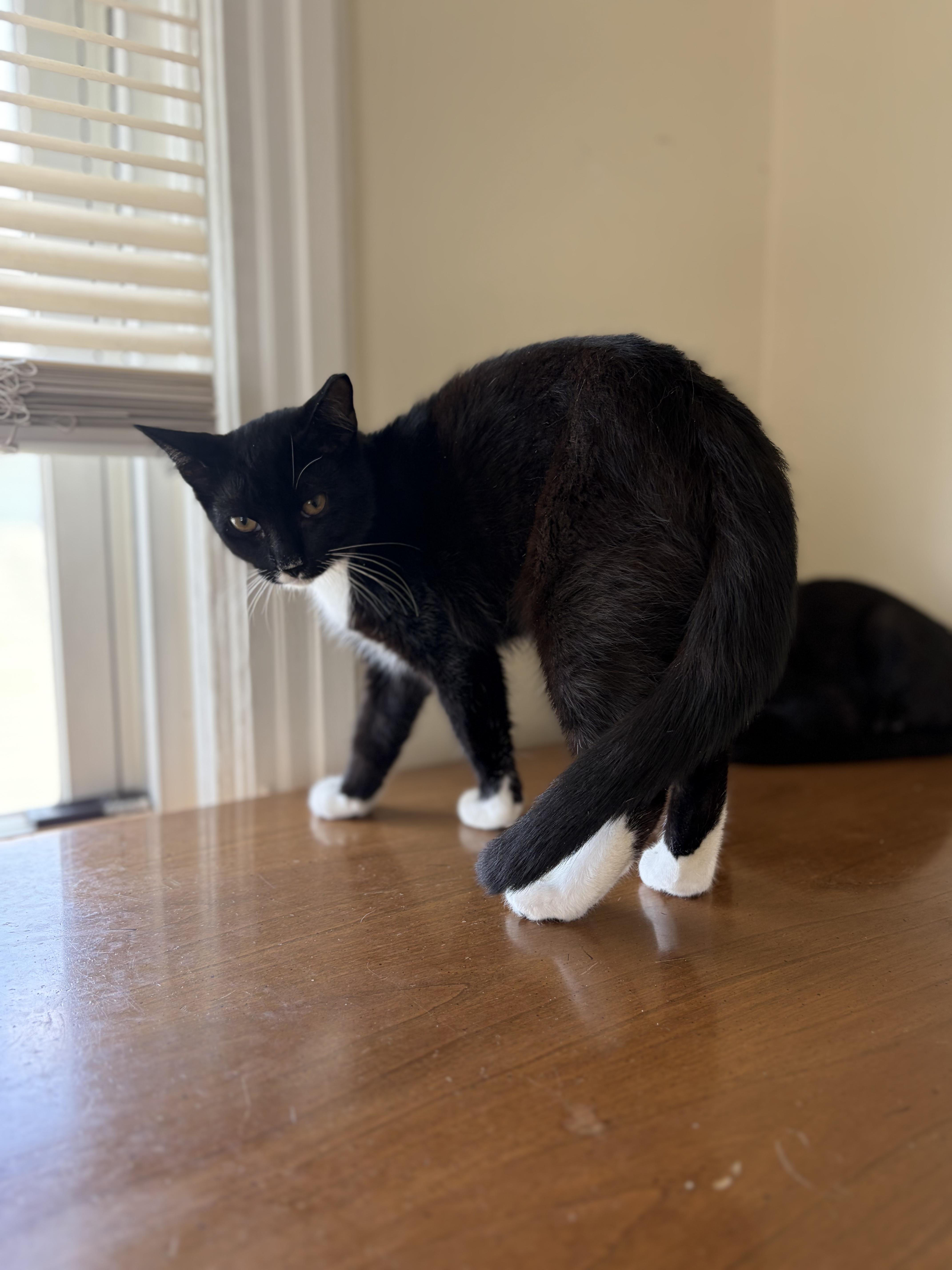 Enlarge Mango, a ADOPTABLE Tuxedo in Newfoundland, NJ image 4/6