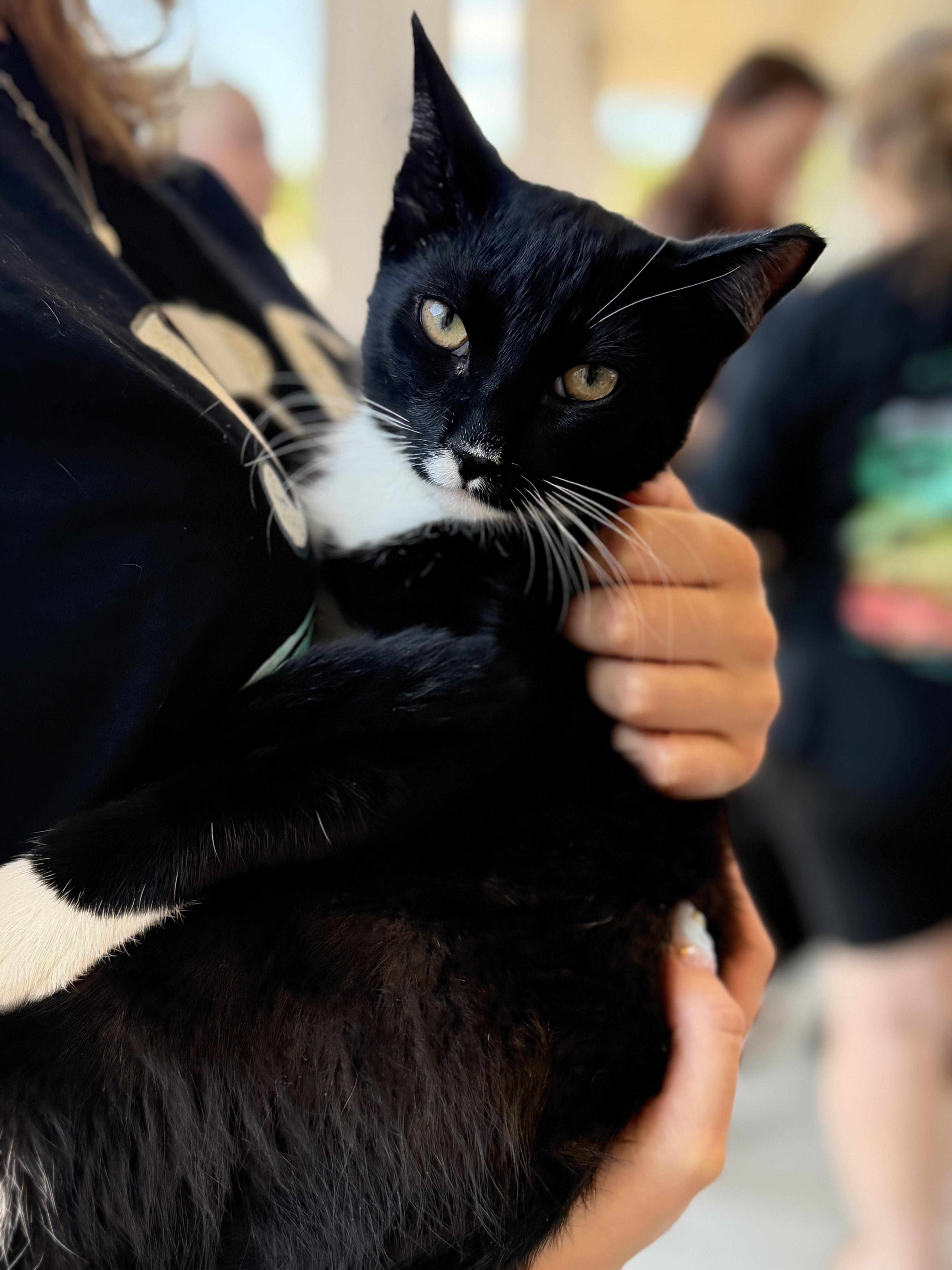 Mango, ADOPTABLE, Kitten Male Tuxedo.