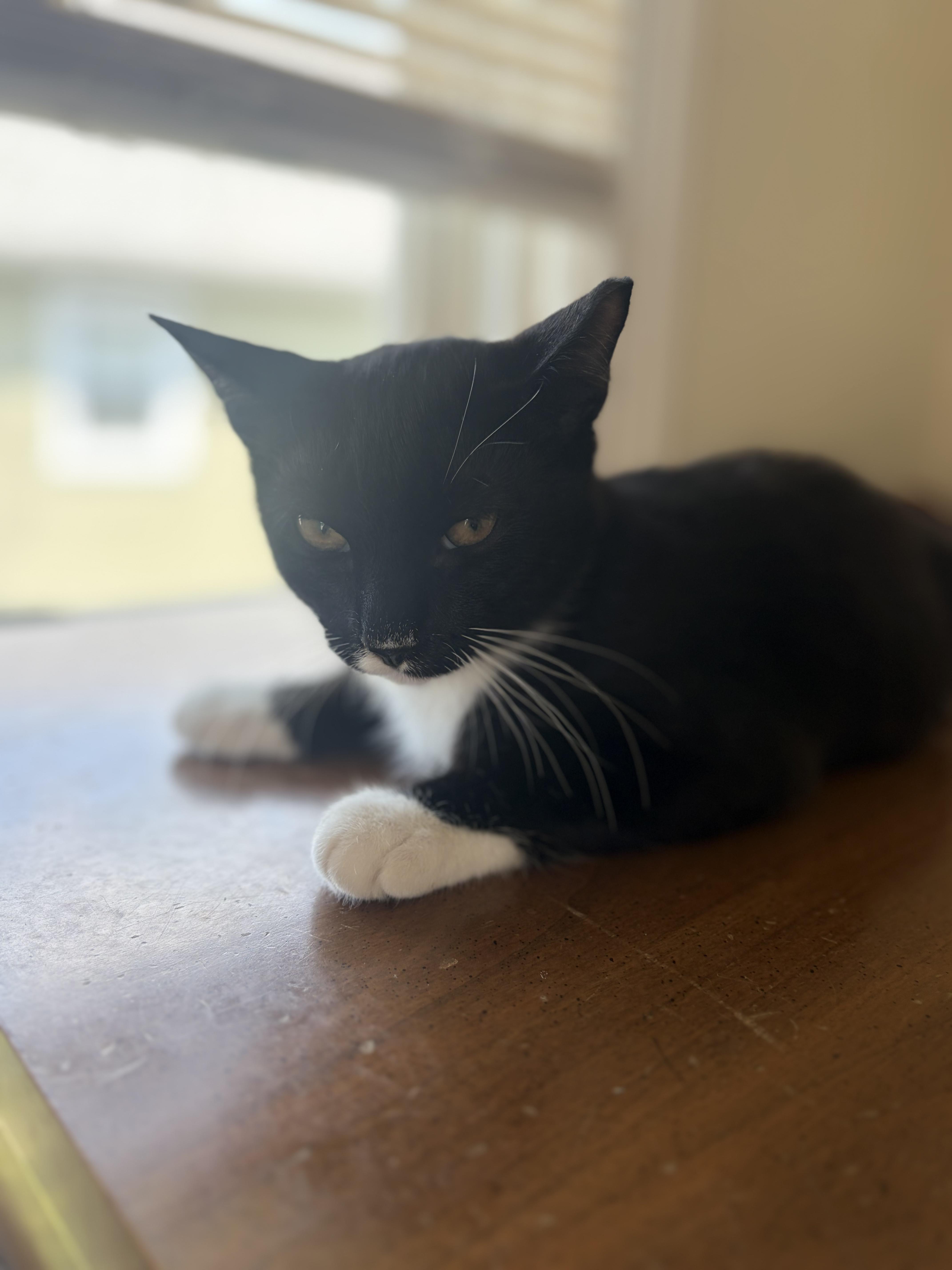 Enlarge Mango, a ADOPTABLE Tuxedo in Newfoundland, NJ image 3/6