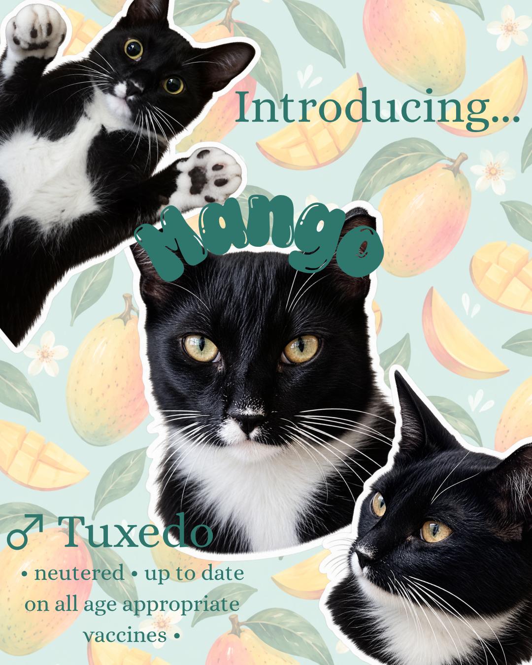 Enlarge Mango, a Adopted Tuxedo in Newfoundland, NJ image 1/6