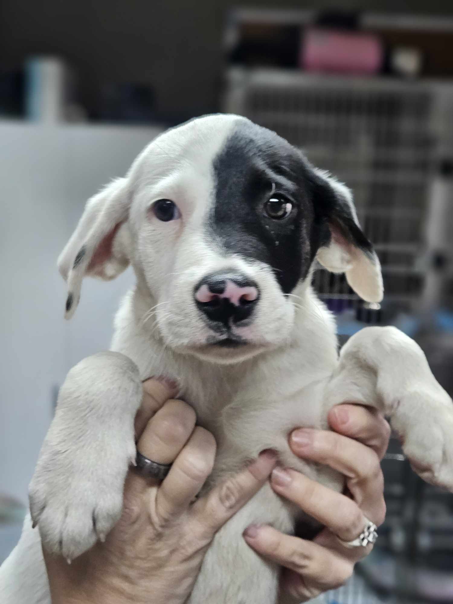 Dog for adoption Jake, a Yellow Labrador Retriever in Eastford, CT