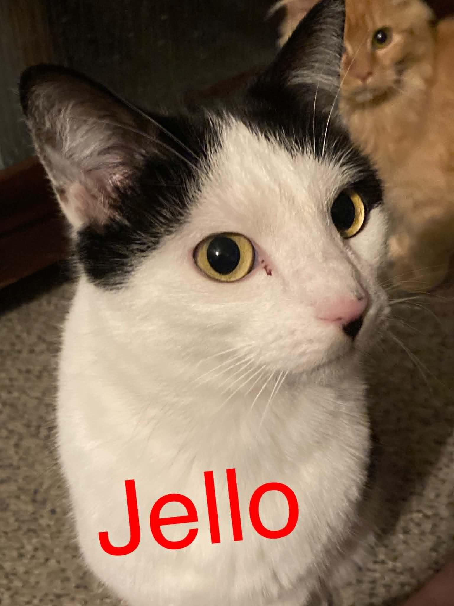 Jello, ADOPTABLE, Adult Male Domestic Short Hair.