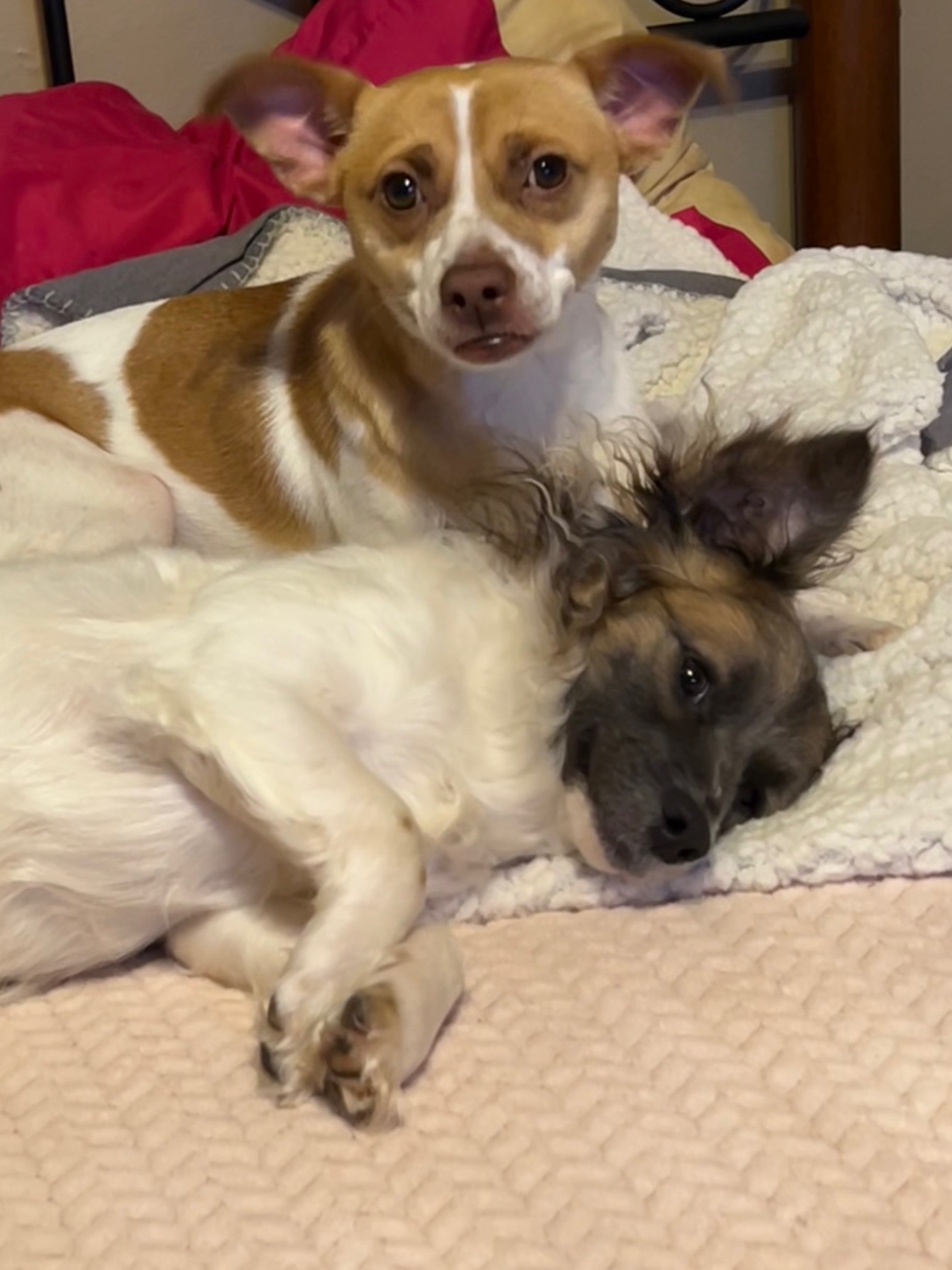 LEO (bonded with Little Larry)