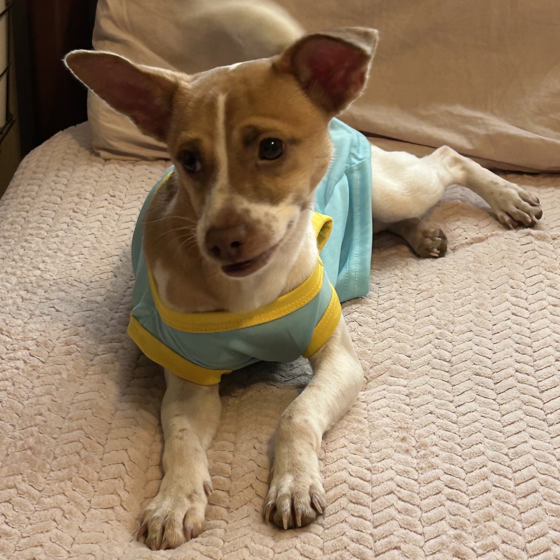 LEO (bonded with Little Larry) — thumbnail 5