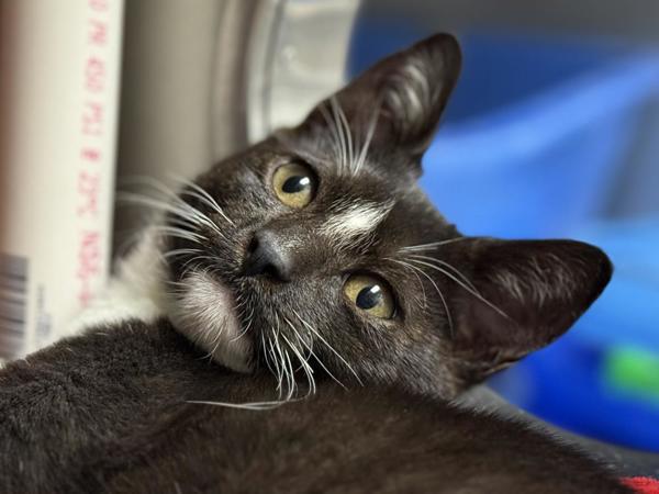 Enlarge Obsidian, a Adoptable mixed breed in Portland, OR image 1/2