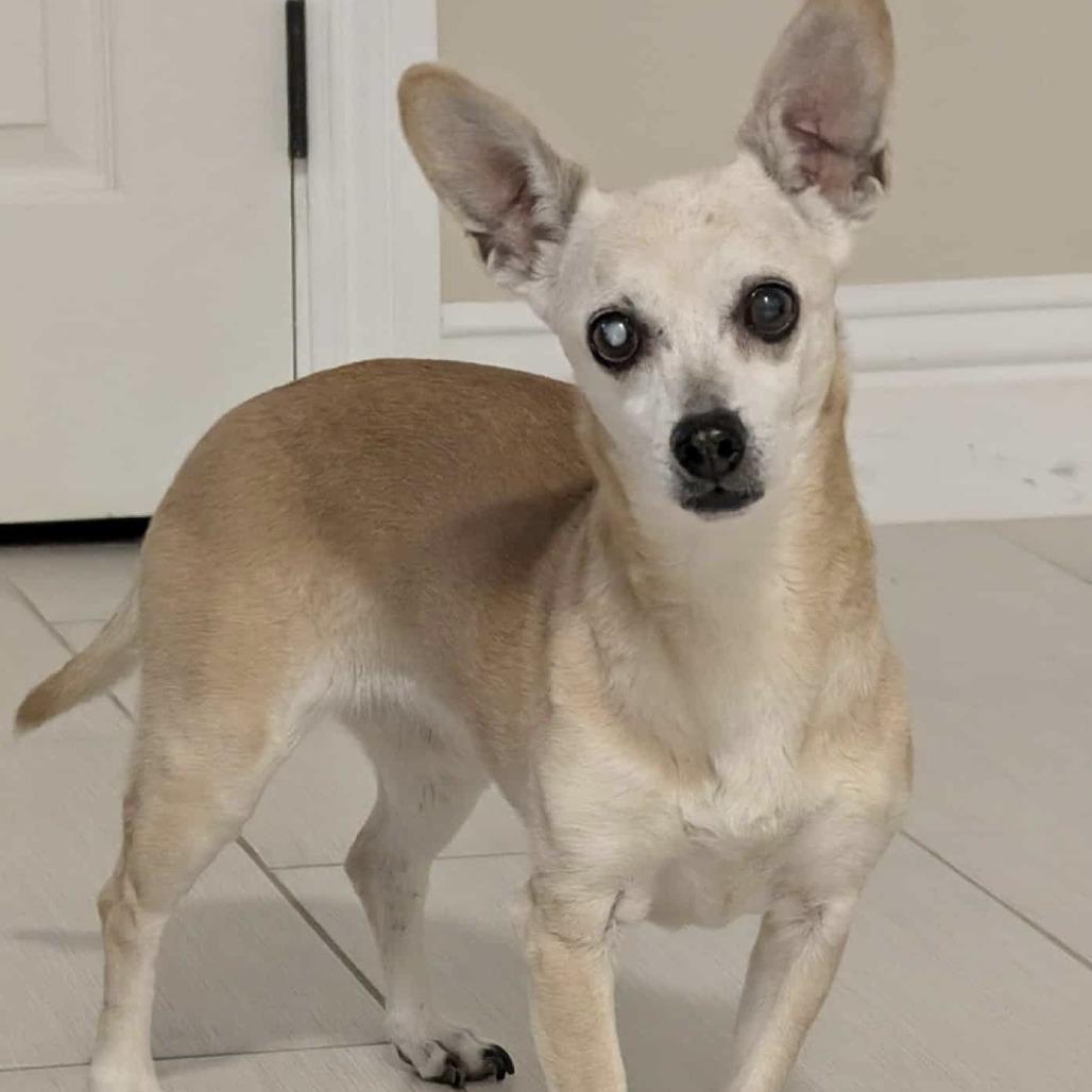 Enlarge Khloe, a Adoptable mixed breed in Las Vegas, NV image 1/1