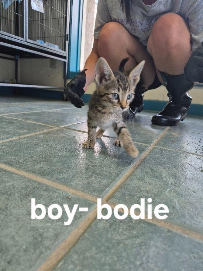Bodie, Adoptable, Kitten Male Domestic Short Hair.