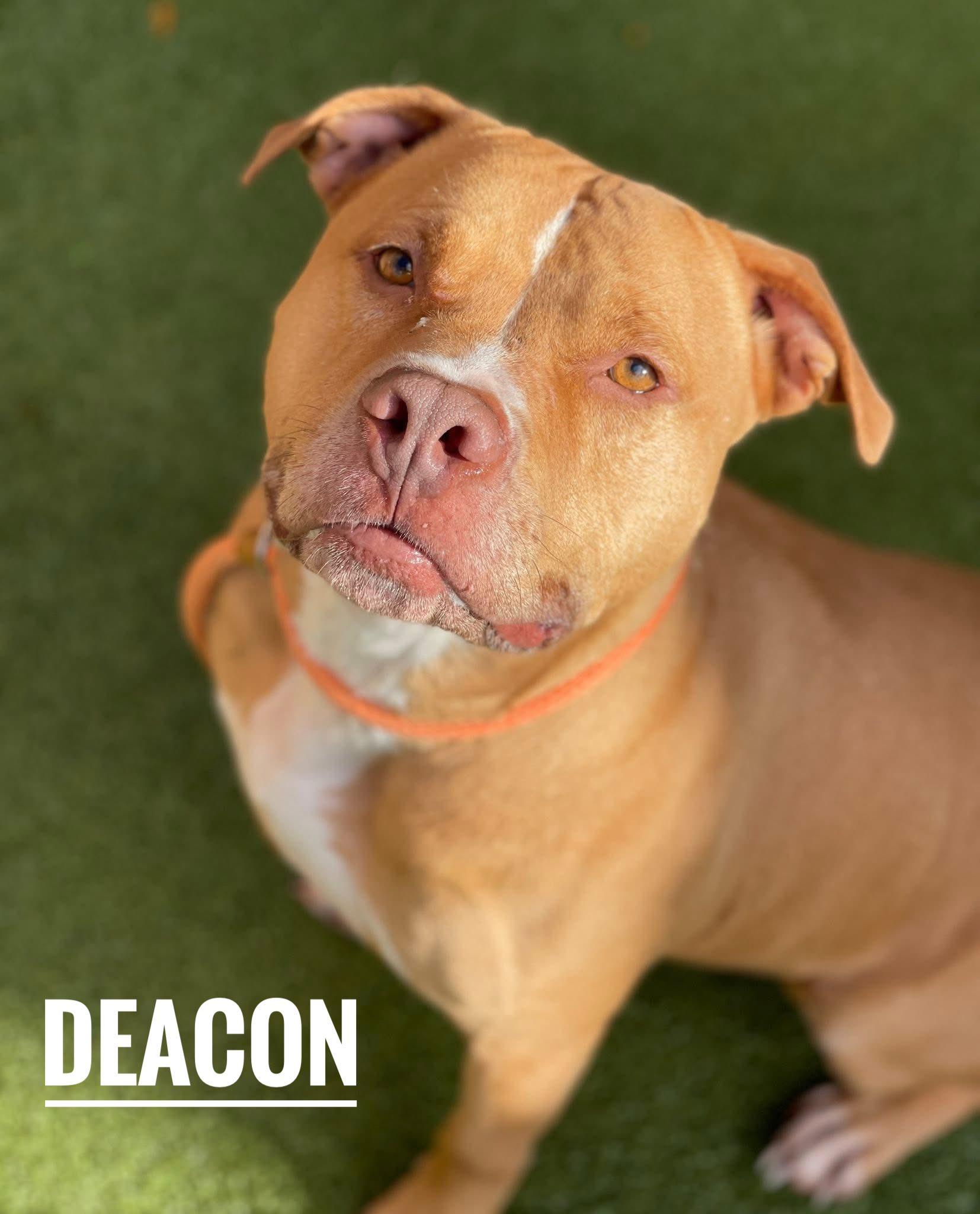 Deacon