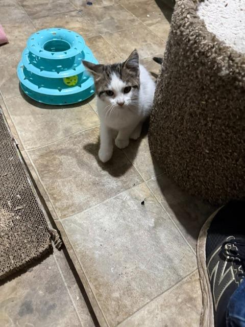 Chips, Adoptable, Kitten Male American Curl.