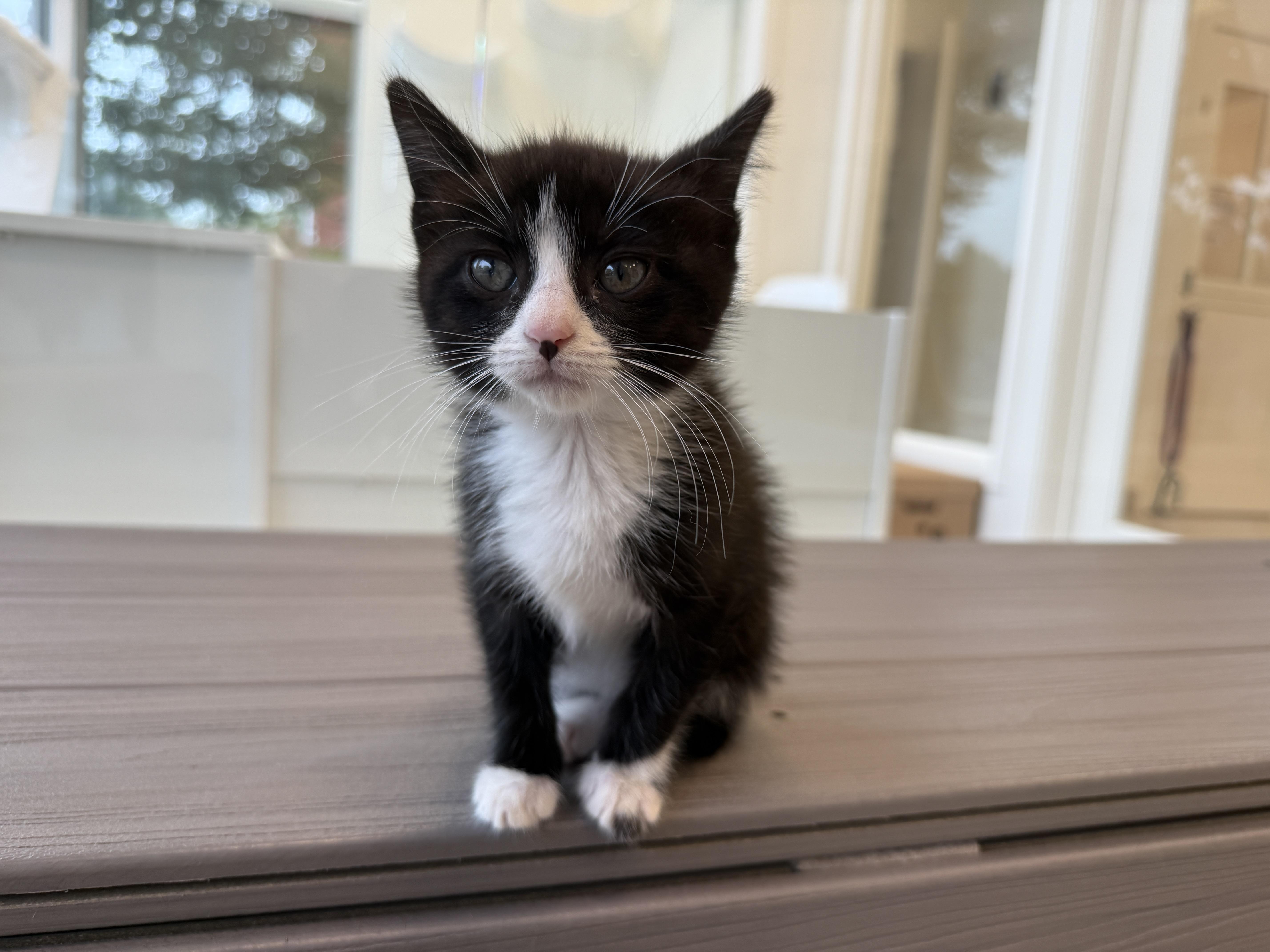 Enlarge Nico Robin, a Adoptable Domestic Short Hair in Evanston, IL image 1/1