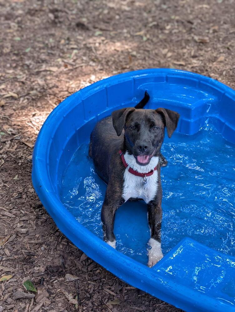 7903 Gina, Adopted, Puppy Female Mixed Breed & Mixed Breed.