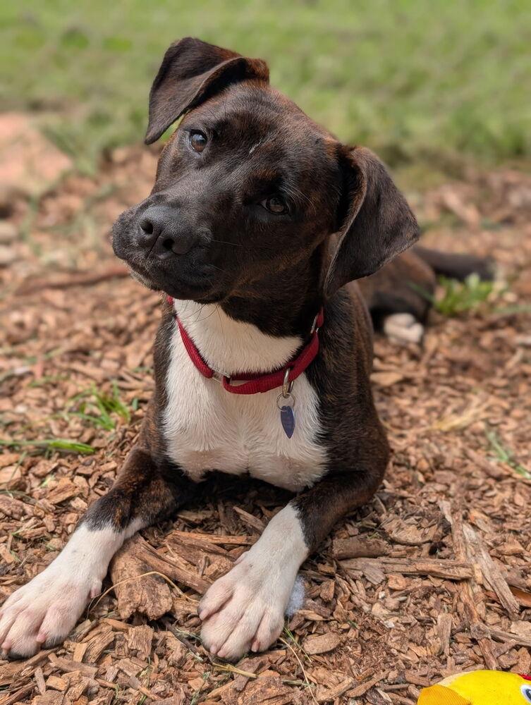 7903 Gina, a Adopted mixed breed in Hartwell, GA image 2/5