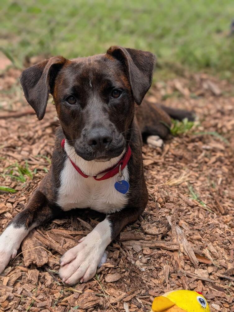 7903 Gina, a Adopted mixed breed in Hartwell, GA image 3/5