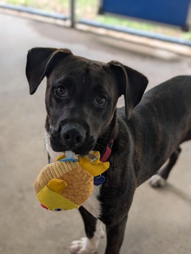 7903 Gina, a Adopted mixed breed in Hartwell, GA image 4/5
