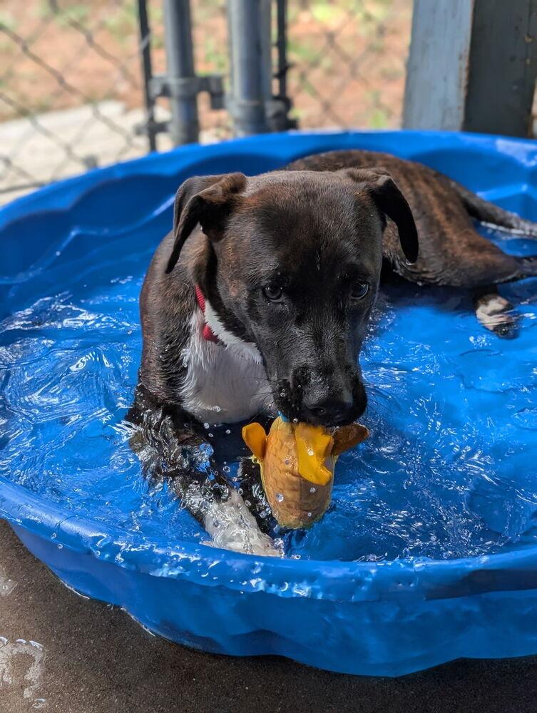7903 Gina, a Adopted mixed breed in Hartwell, GA image 5/5