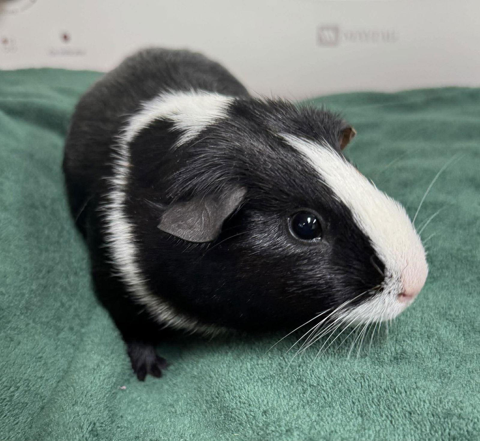 Tootsie, Adoptable, Young Male Guinea Pig.