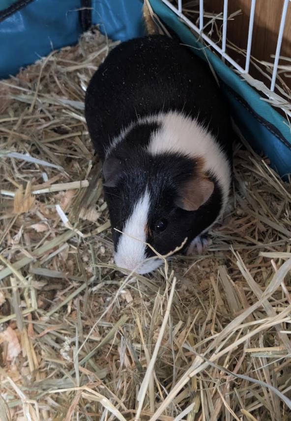 Tootsie, a Adoptable Guinea Pig in Mankato, MN image 2/3