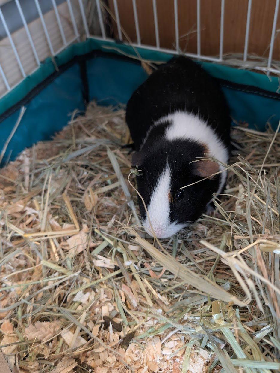 Tootsie, a Adoptable Guinea Pig in Mankato, MN image 3/3