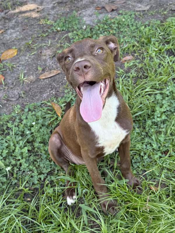 Brownie (Colleton County Sisters)