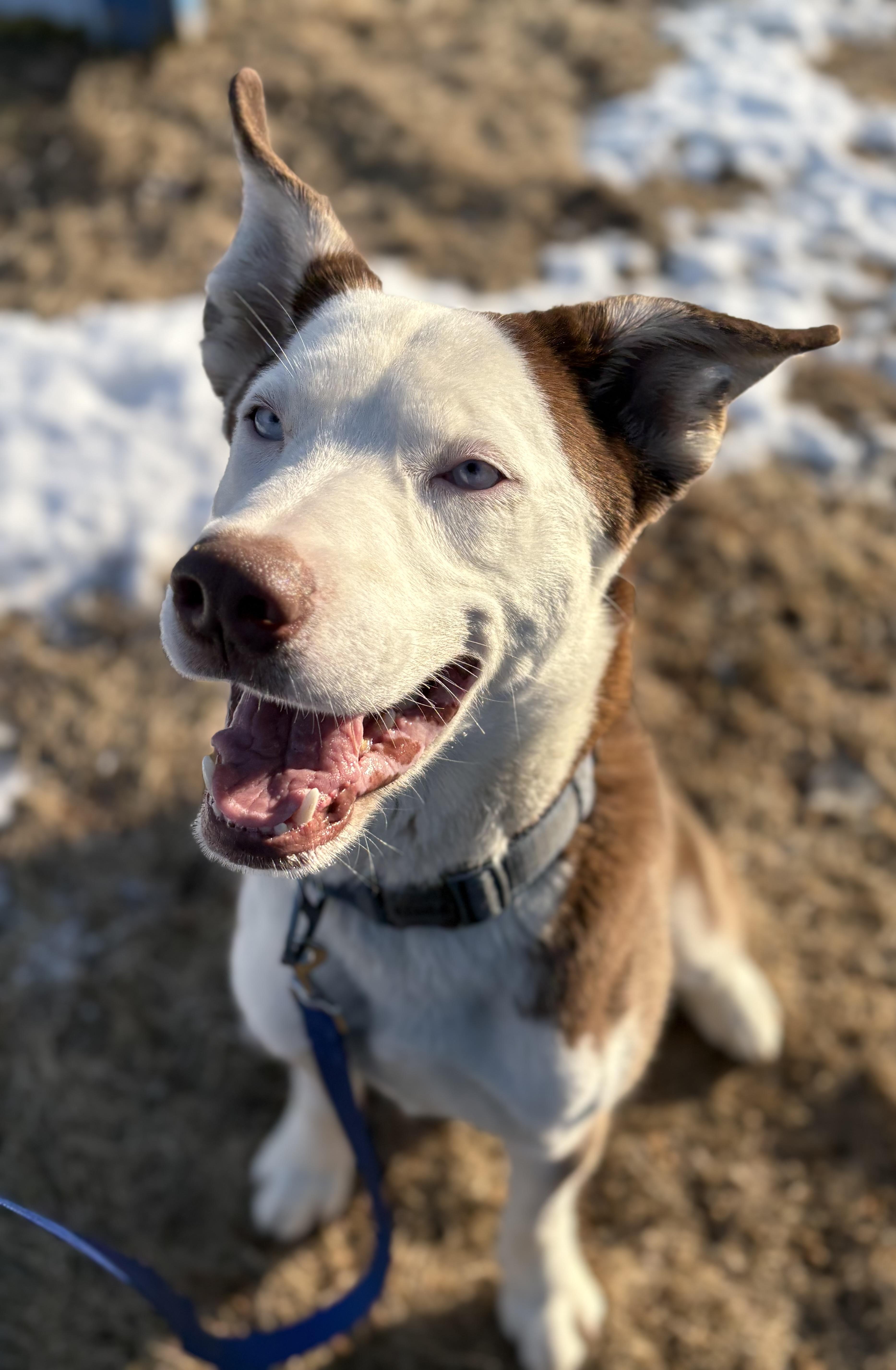 Loki , ADOPTABLE, Adult Male Siberian Husky.