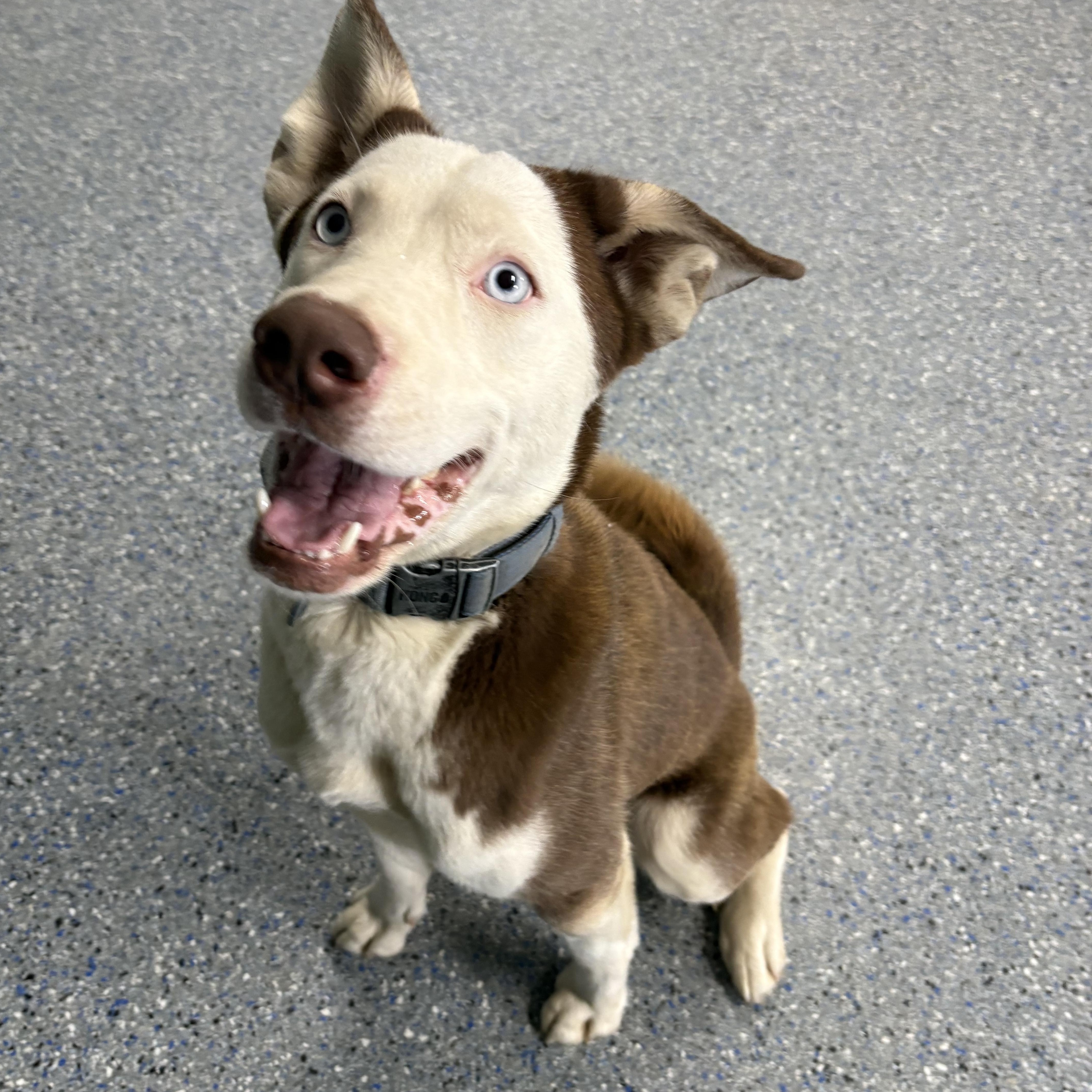 Loki , ADOPTABLE, Adult Male Siberian Husky.