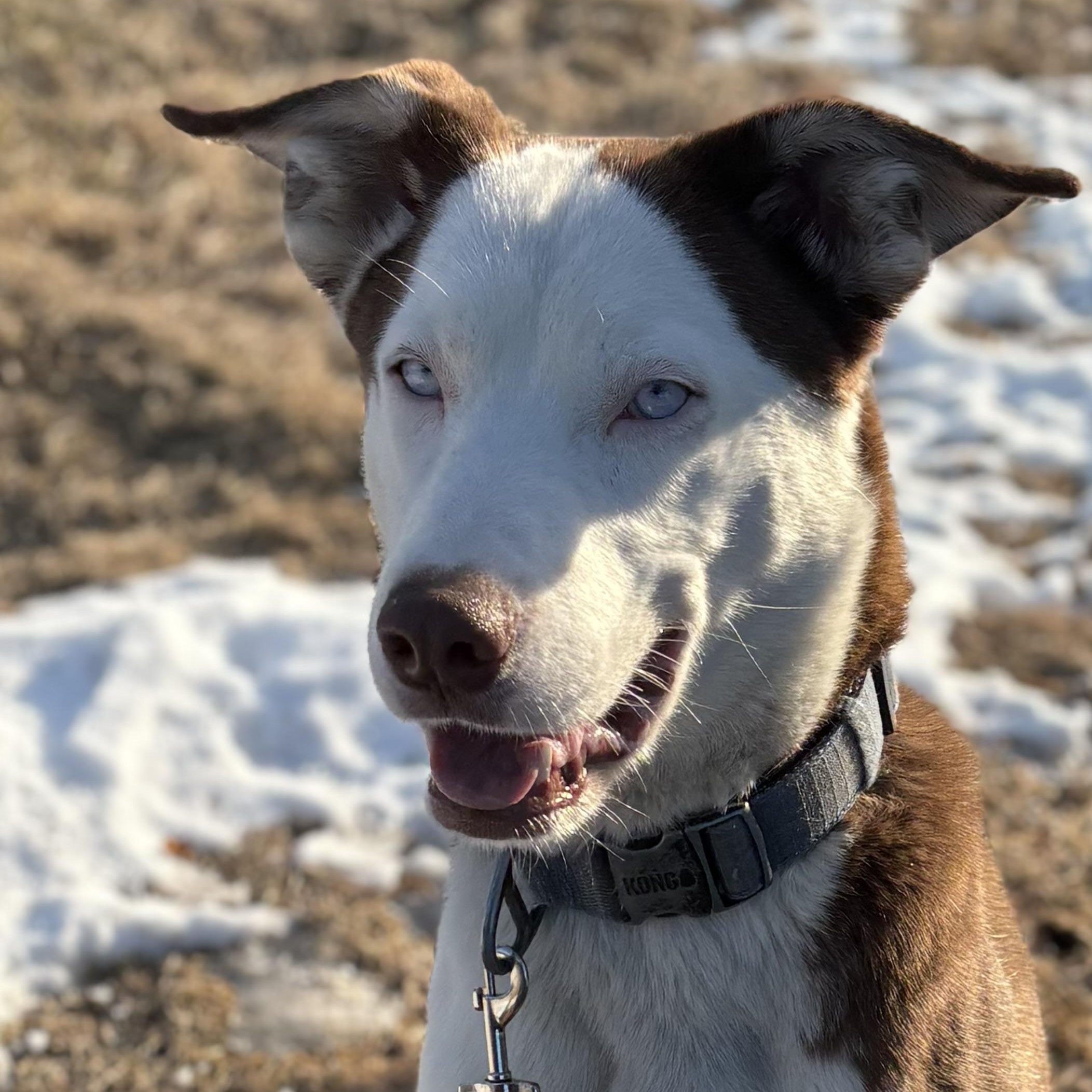 Enlarge Loki , a ADOPTABLE mixed breed in Charles City, IA image 2/4