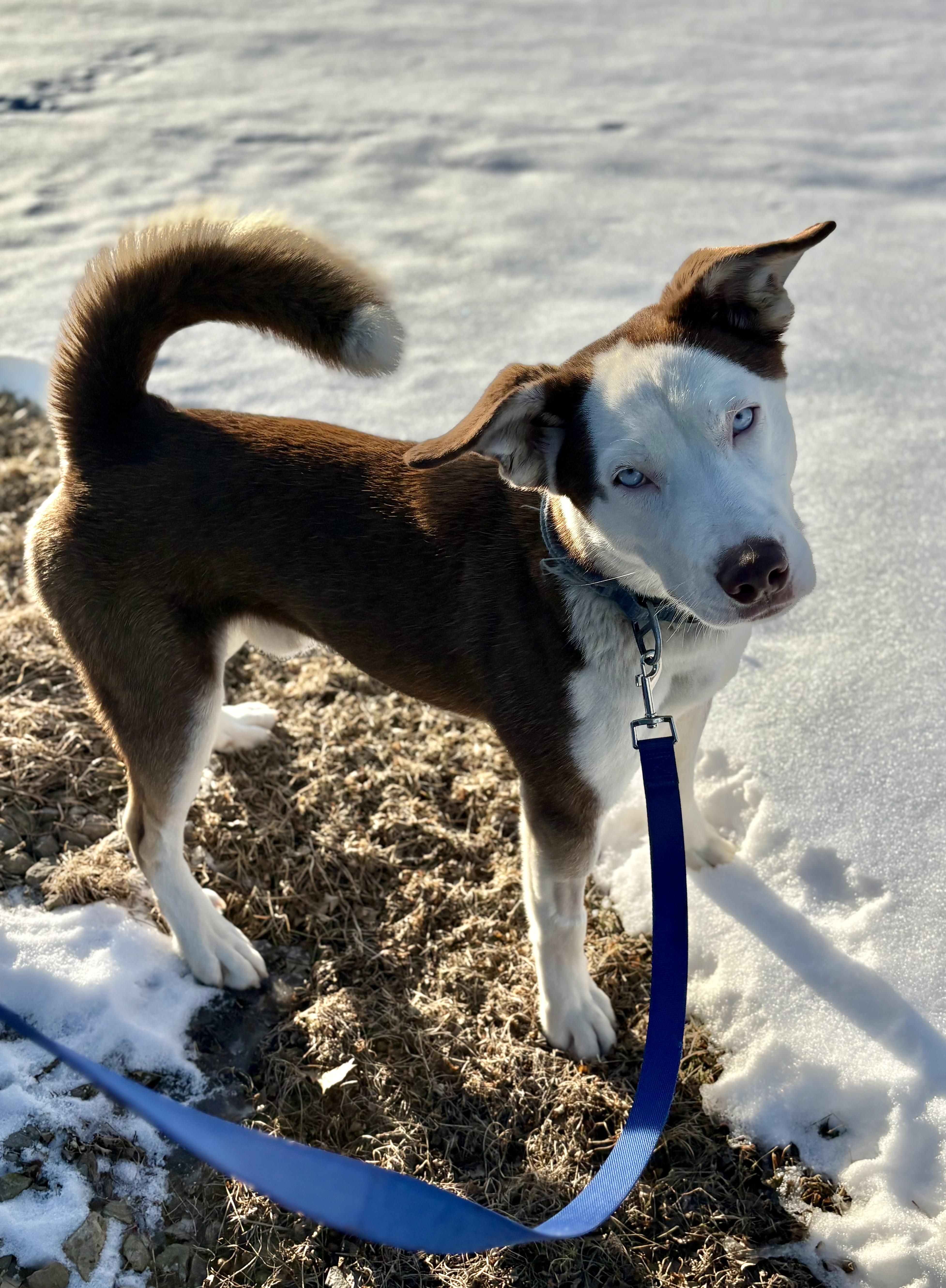 Enlarge Loki , a ADOPTABLE mixed breed in Charles City, IA image 4/4