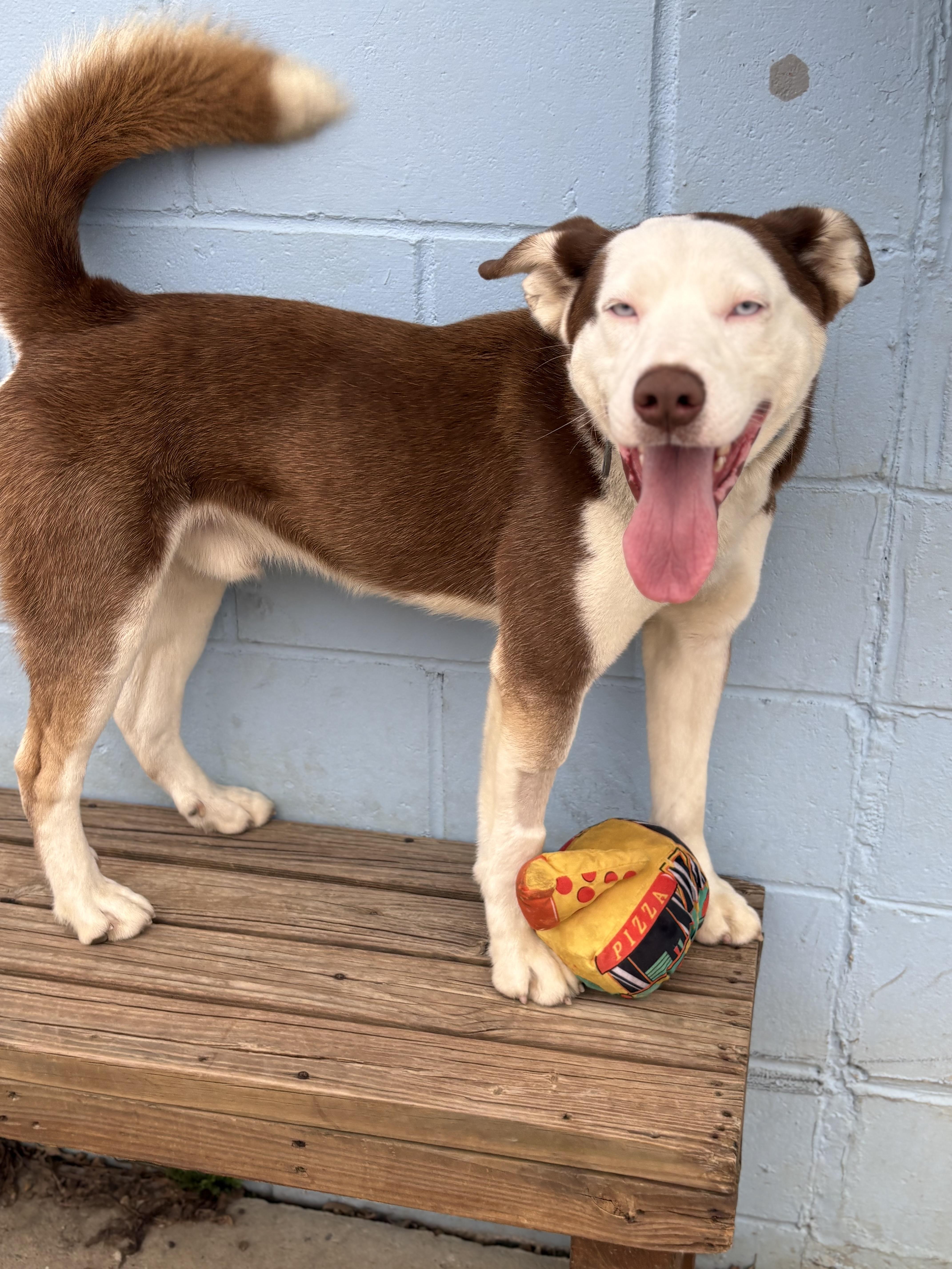 Enlarge Loki , a ADOPTABLE mixed breed in Charles City, IA image 2/6