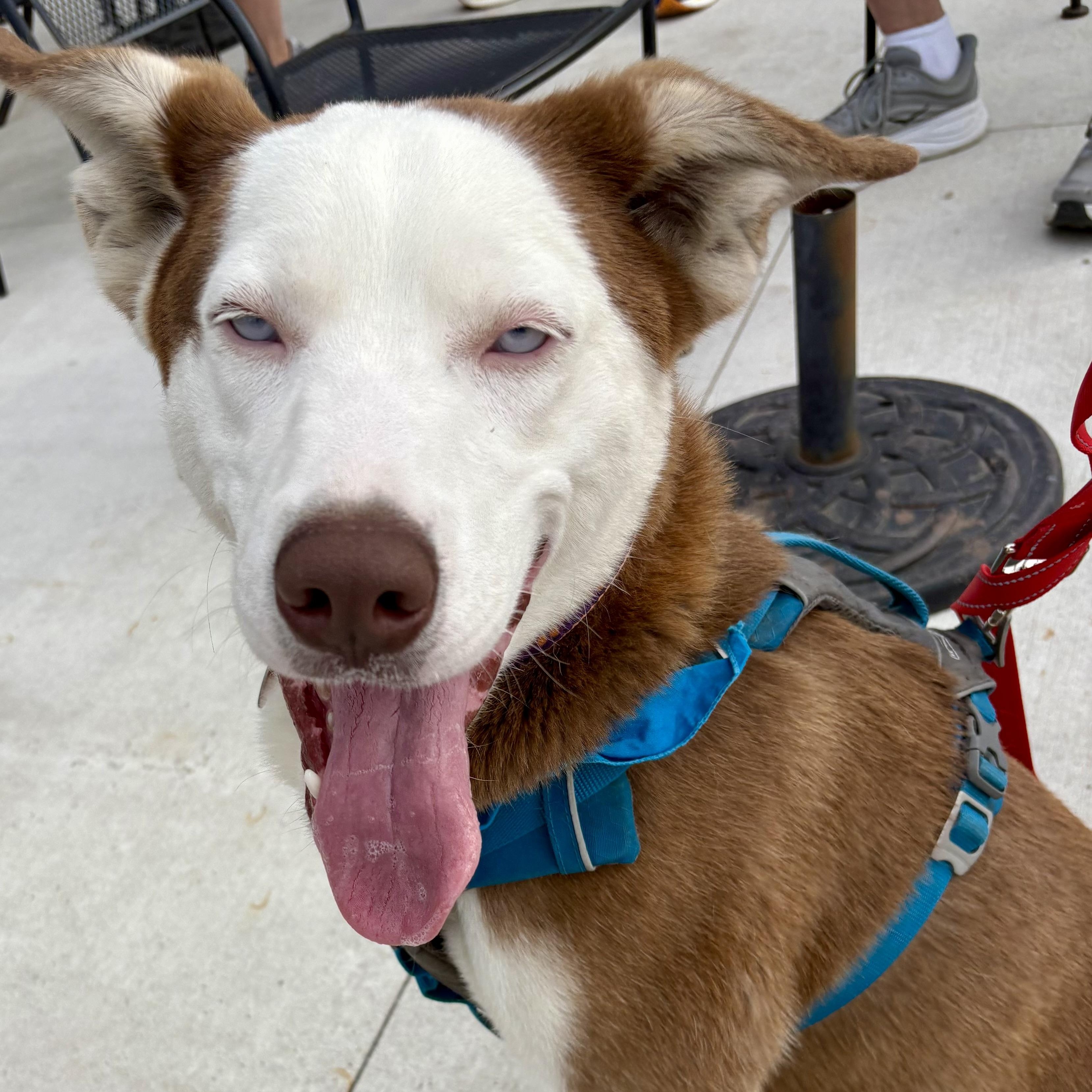 Loki , ADOPTABLE, Adult Male Siberian Husky.