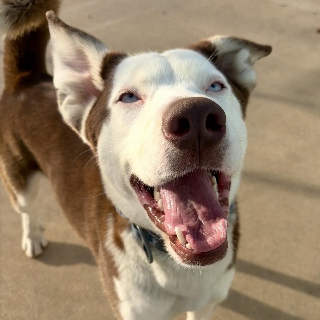 Loki , ADOPTABLE, Adult Male Siberian Husky.