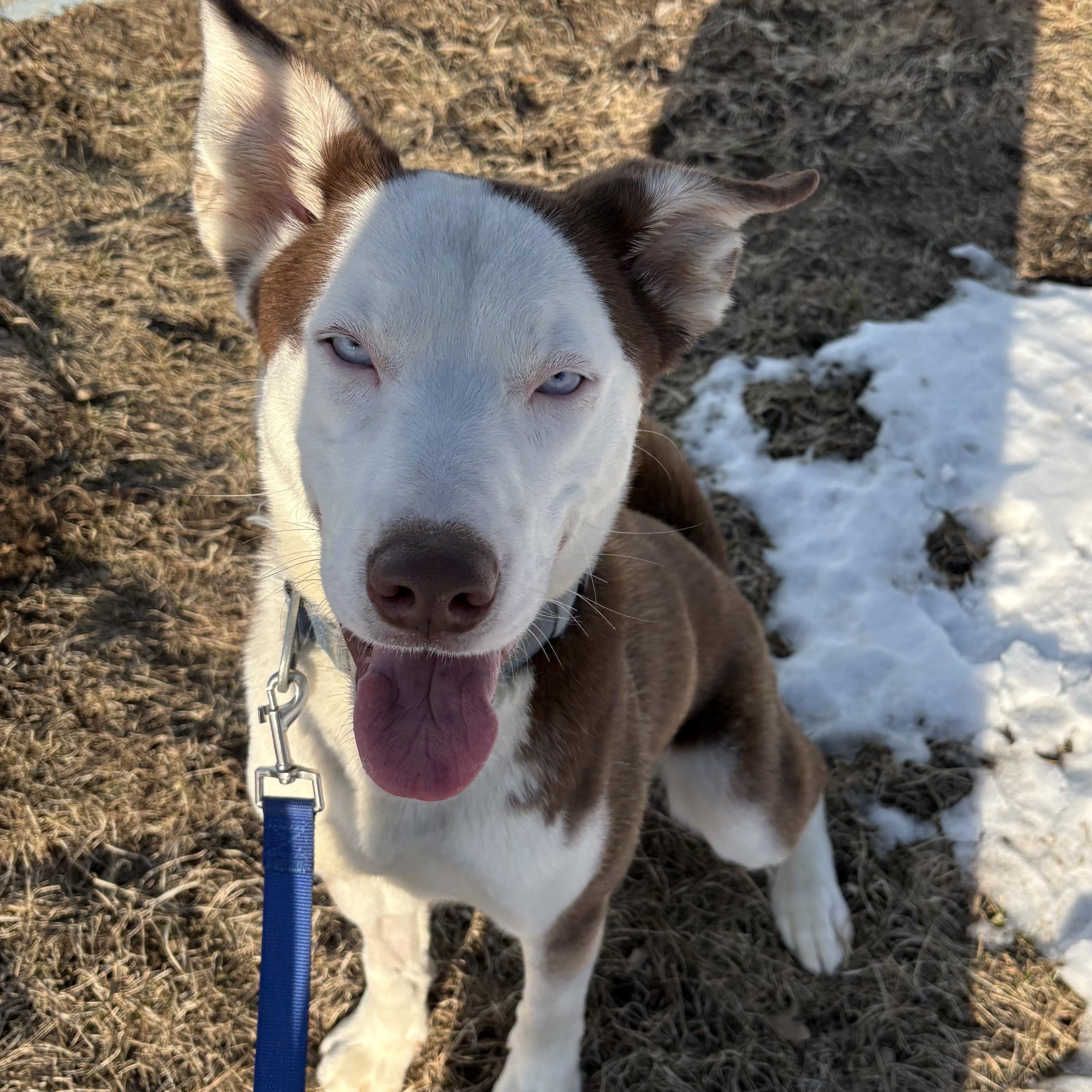 Enlarge Loki , a ADOPTABLE mixed breed in Charles City, IA image 3/4