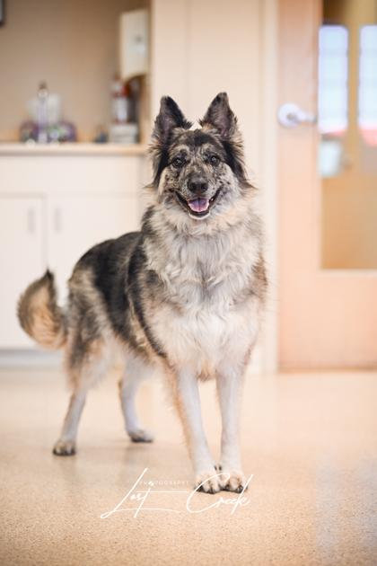 Enlarge Bandit, a Adoptable mixed breed in Kalispell, MT image 1/3