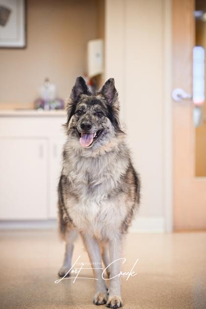 Enlarge Bandit, a Adoptable mixed breed in Kalispell, MT image 2/3