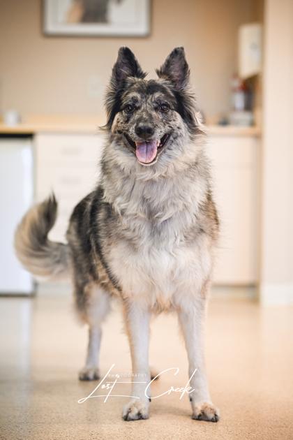 Enlarge Bandit, a Adoptable mixed breed in Kalispell, MT image 3/3