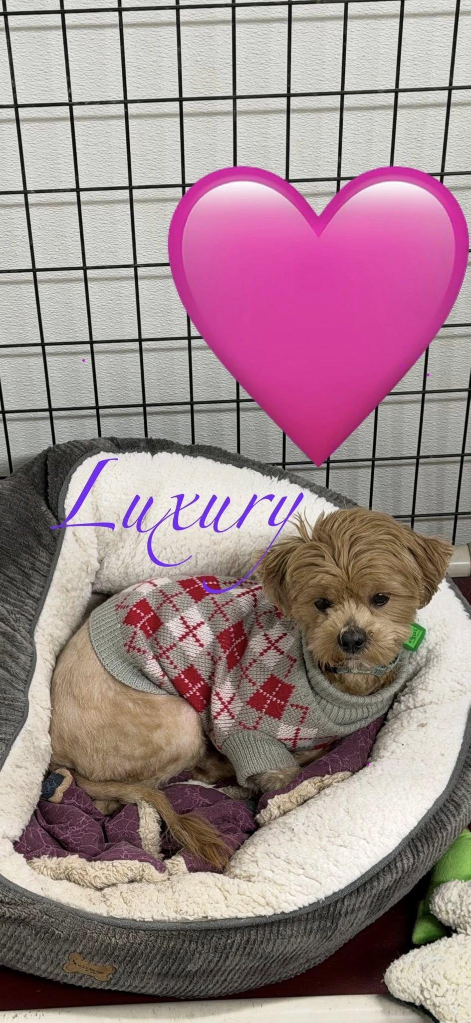 Enlarge Luxury, a Adopted mixed breed in Mukwonago, WI image 1/1