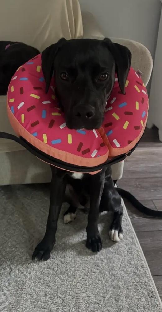 Enzo, a Adoptable mixed breed in Willingboro, NJ image 1/5