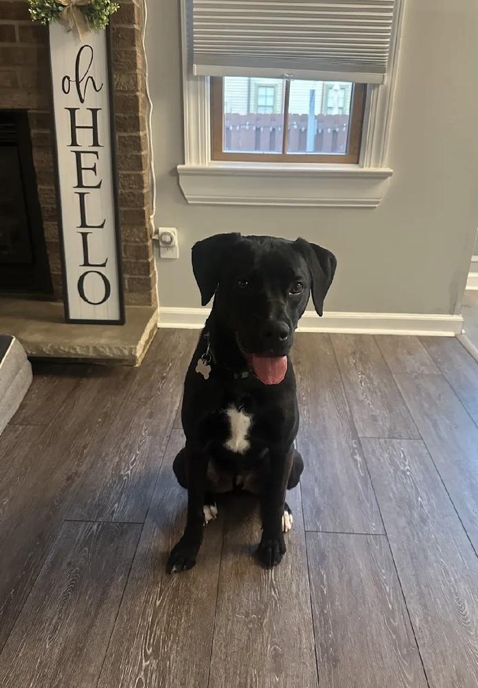 Enzo, a Adoptable mixed breed in Willingboro, NJ image 4/5