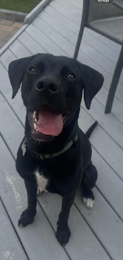Enzo, a Adoptable mixed breed in Willingboro, NJ image 5/5