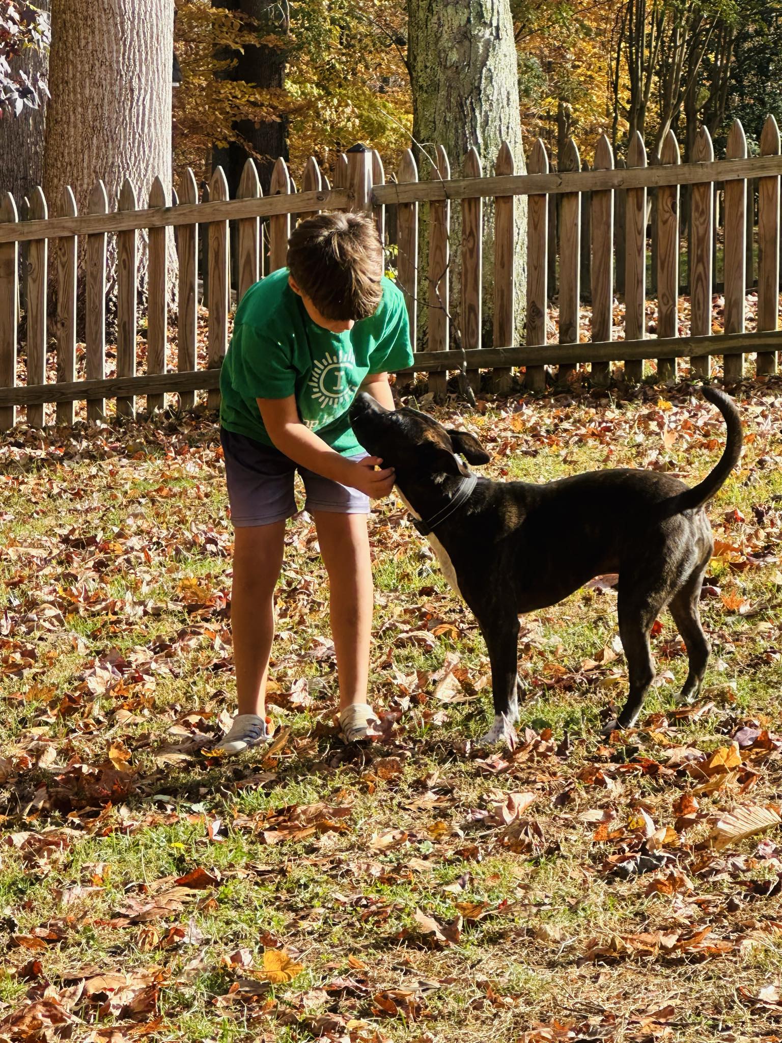 Rocket, a Adopted American Staffordshire Terrier in Chesapeake Beach, MD image 3/6