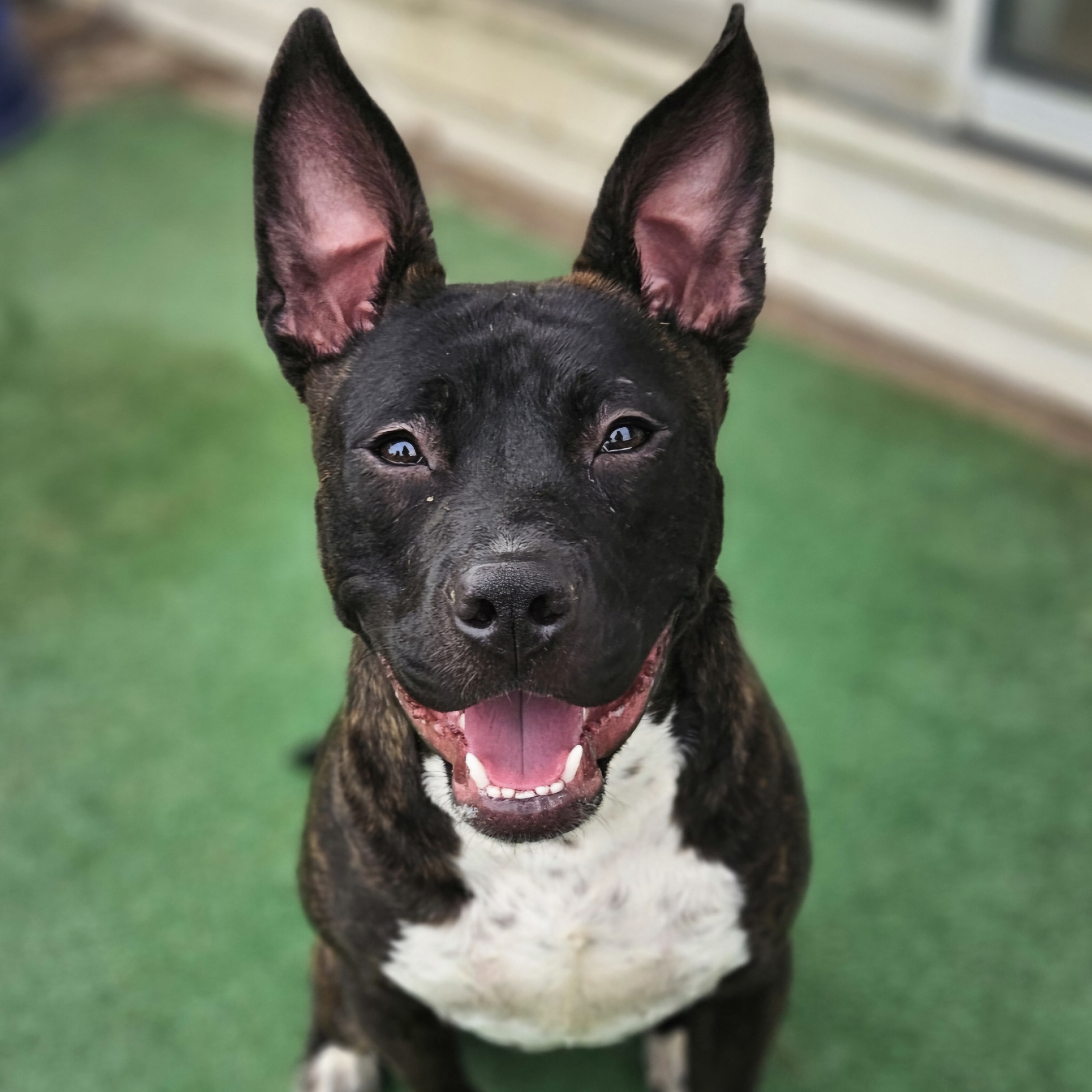 Rocket, a Adopted American Staffordshire Terrier in Chesapeake Beach, MD image 4/6