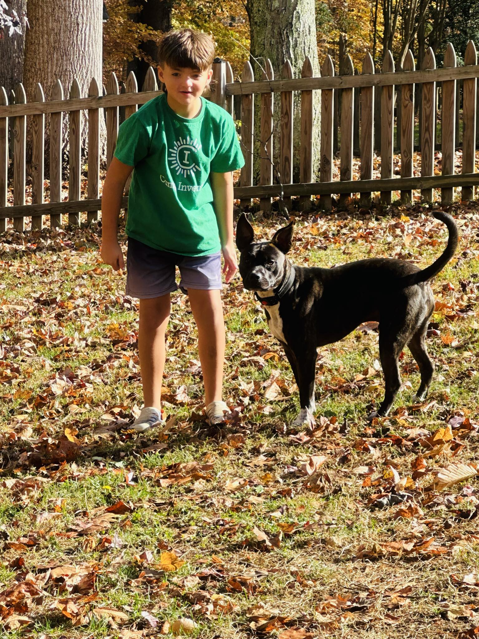 Rocket, Adopted, Young Male American Staffordshire Terrier.