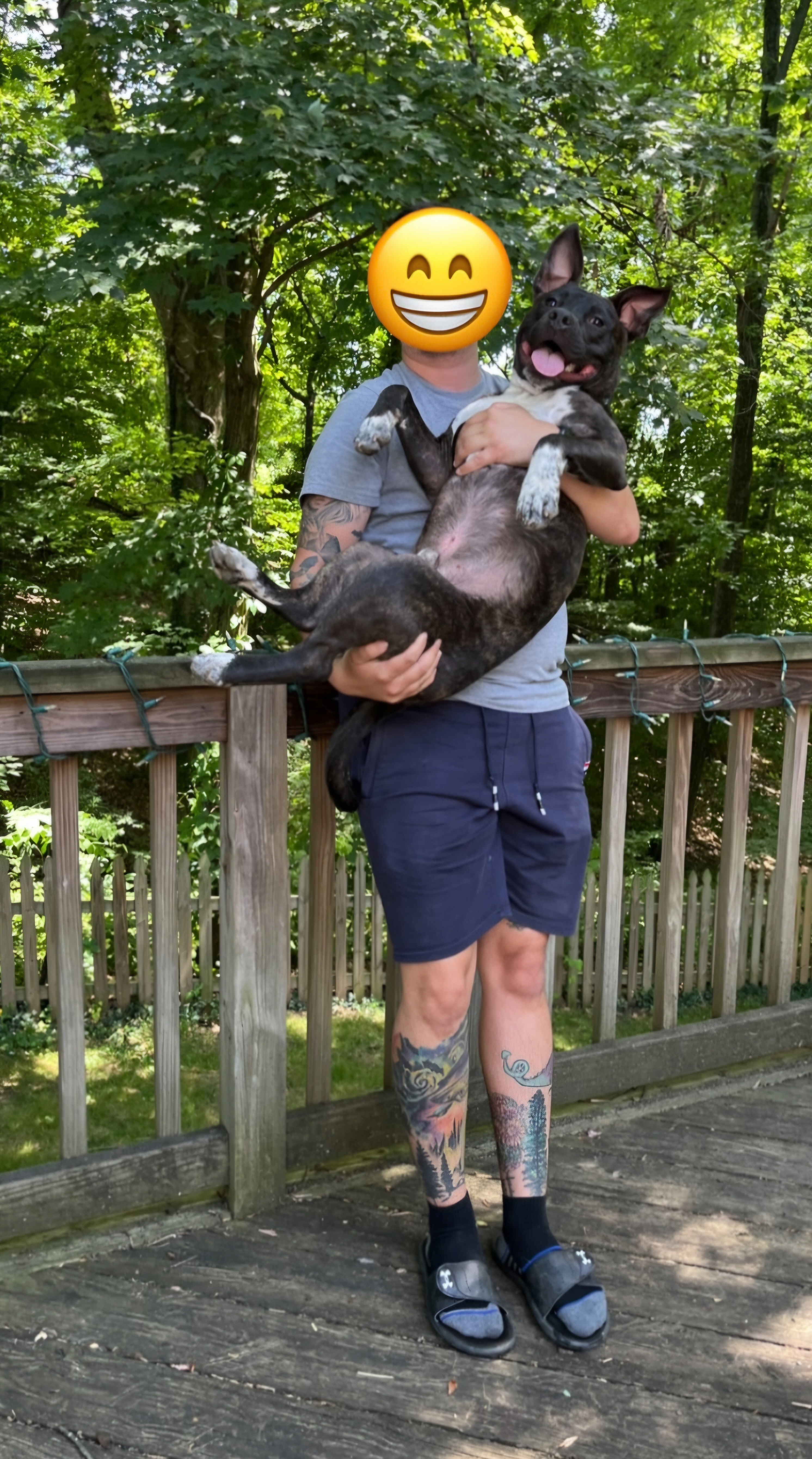 Rocket, a Adopted American Staffordshire Terrier in Chesapeake Beach, MD image 5/6