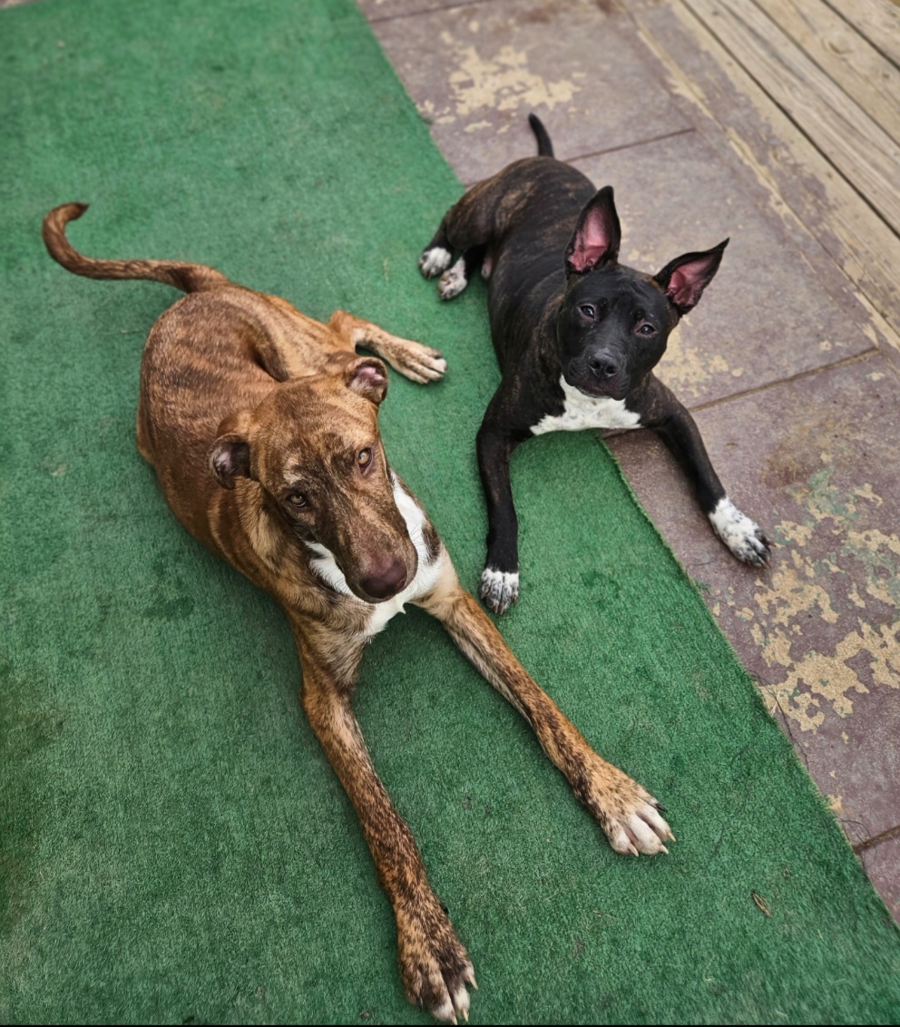 Rocket, a Adopted American Staffordshire Terrier in Chesapeake Beach, MD image 6/6