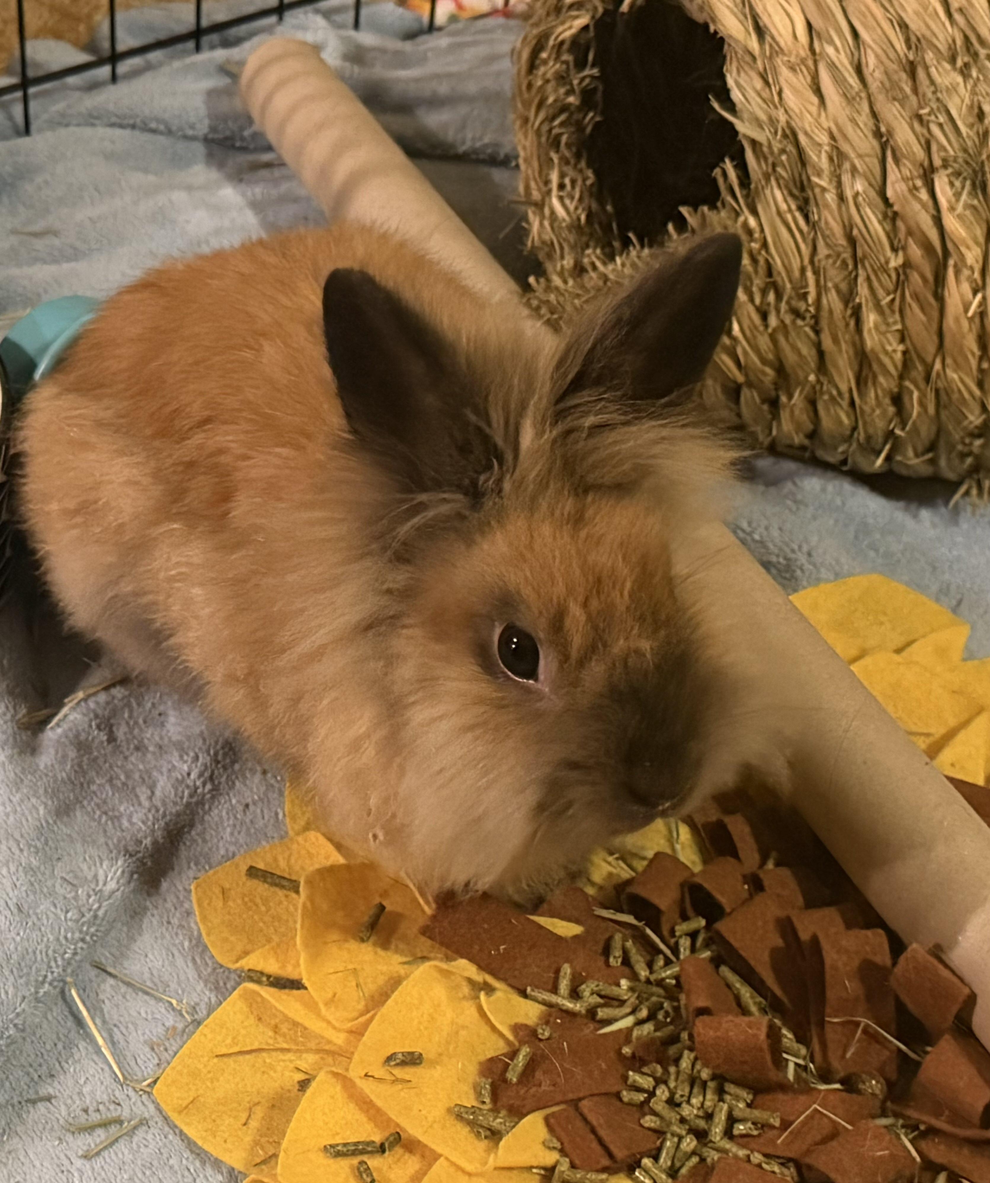 Enlarge Charlie , a ADOPTABLE Lionhead in Canal Fulton, OH image 1/3