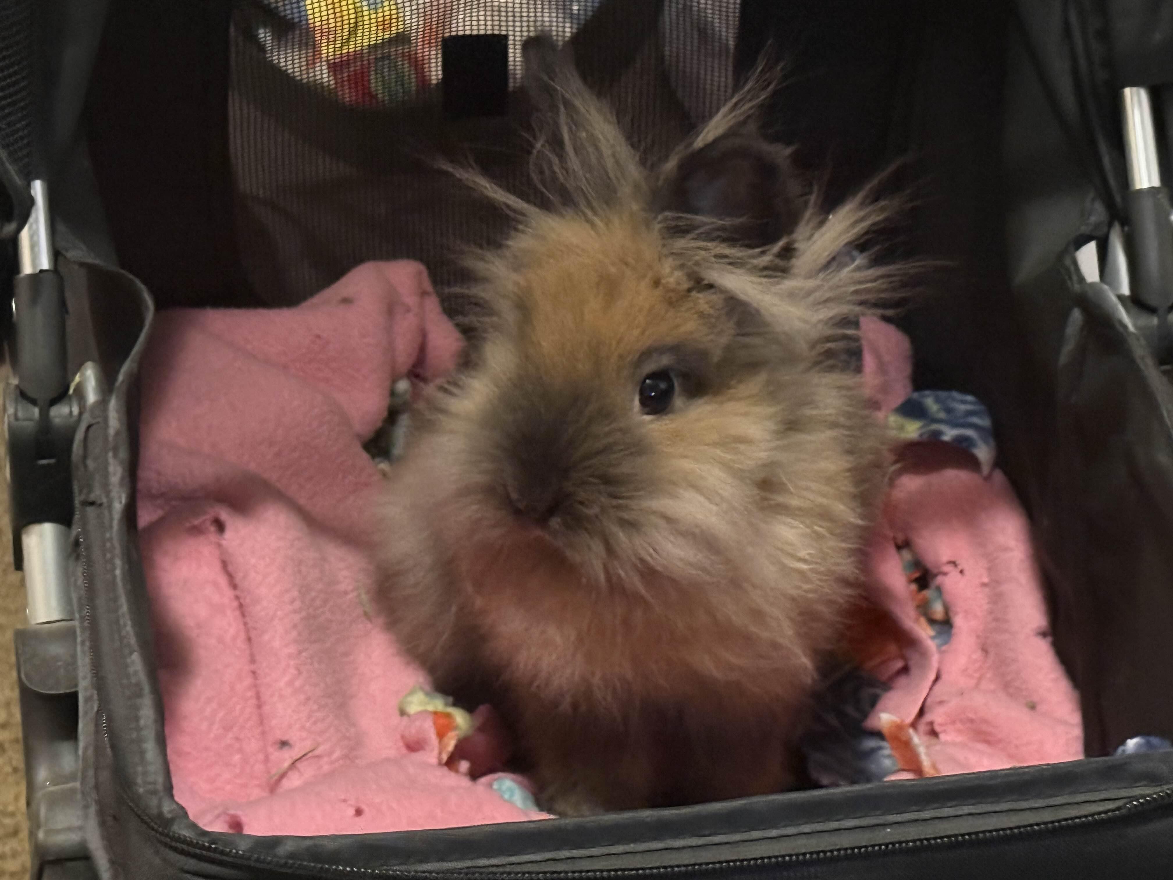 Enlarge Charlie , a ADOPTABLE Lionhead in Canal Fulton, OH image 2/3