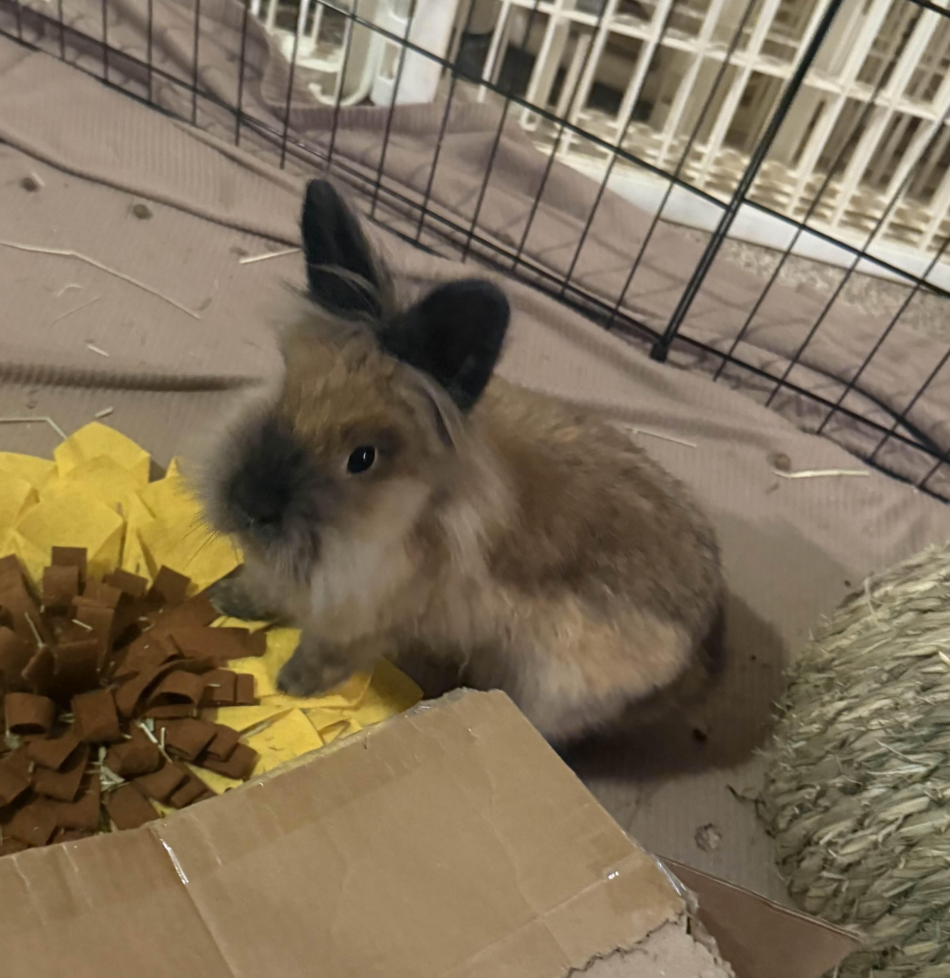 Enlarge Charlie , a ADOPTABLE Lionhead in Canal Fulton, OH image 3/3